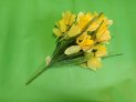 narcis-26003-483.jpg