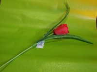 tulipan-d-15837-589.jpg