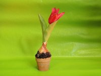 tulipan-kvetinac-517.jpg